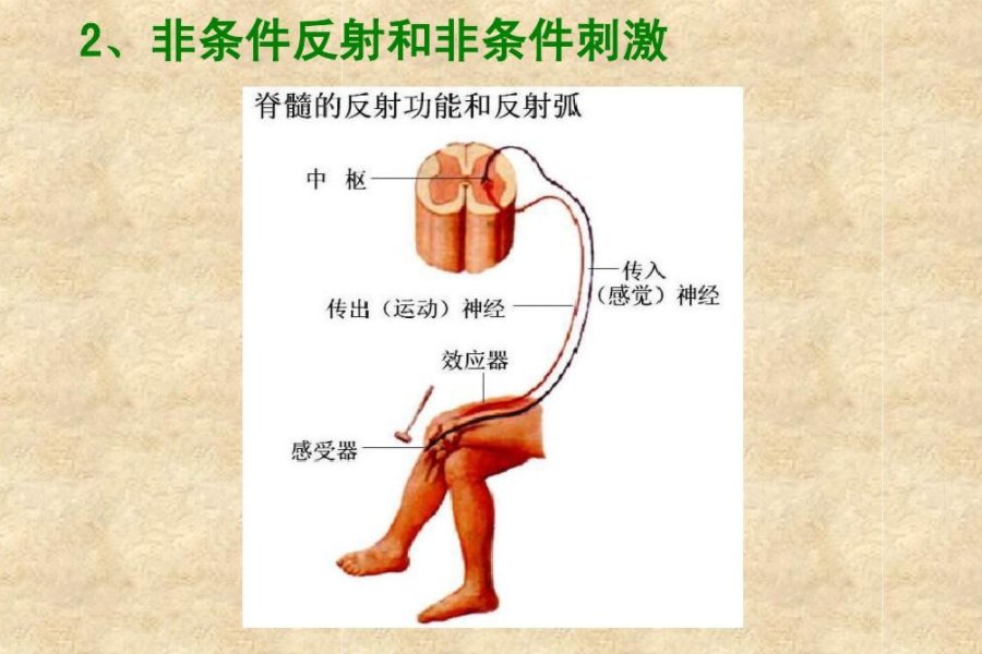刺激与反应的关系