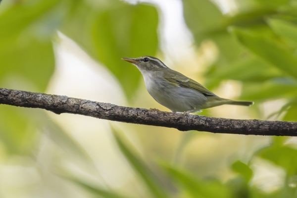 白雀是什么鸟？