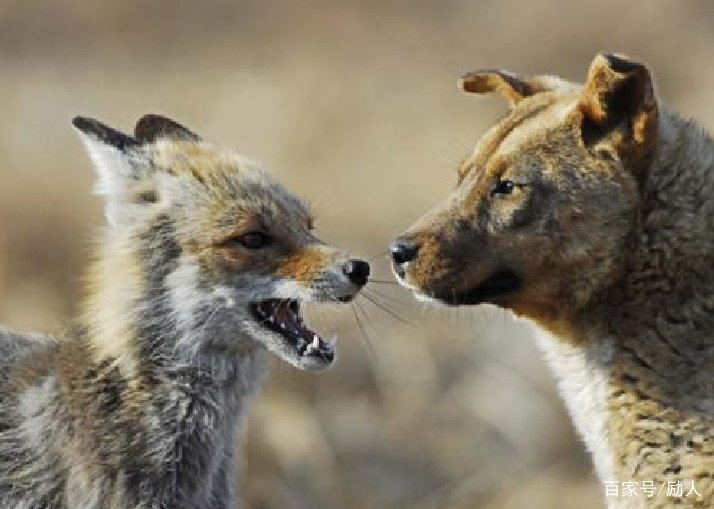 有哪些骂人的四字成语？