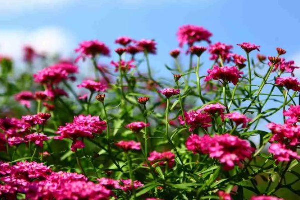 五月花海六月情