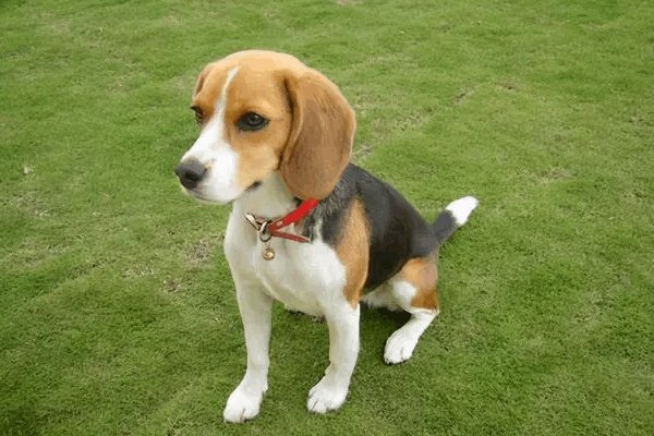 比格犬的智商是多少？