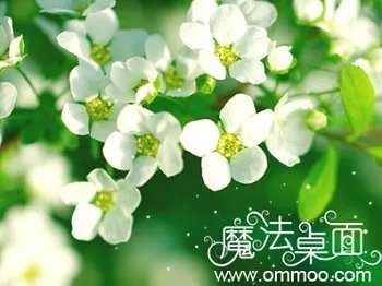 魔法桌面主题管理器