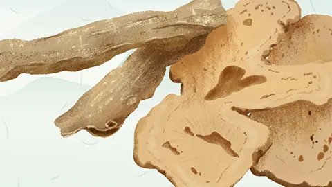 止咳化痰中药都有哪些