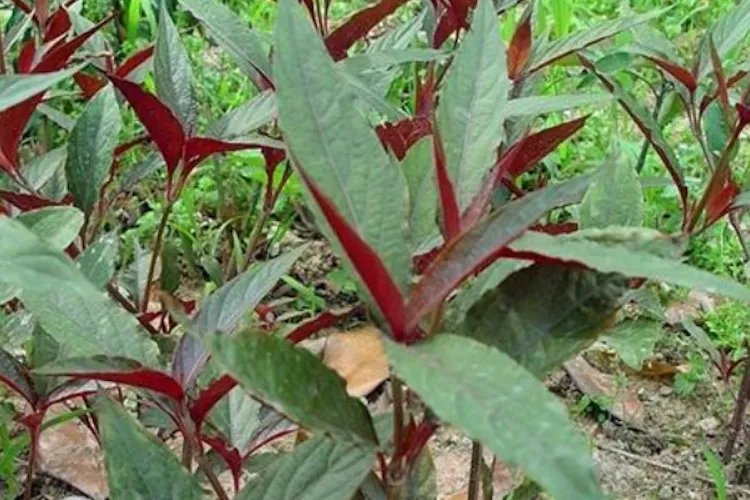 红牛膝图片大全