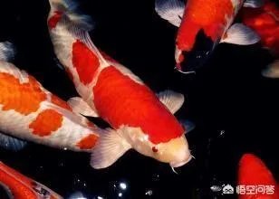 为什么很多人相信微博上面的锦鲤大王会带给他们好运?