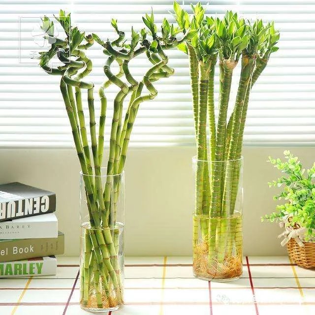 客厅放什么花风水好 客厅植物摆放风水禁忌