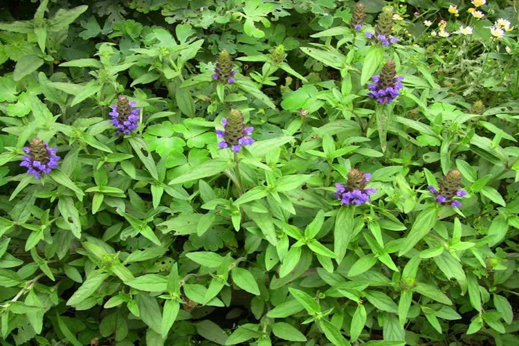 夏枯草的图片及名称