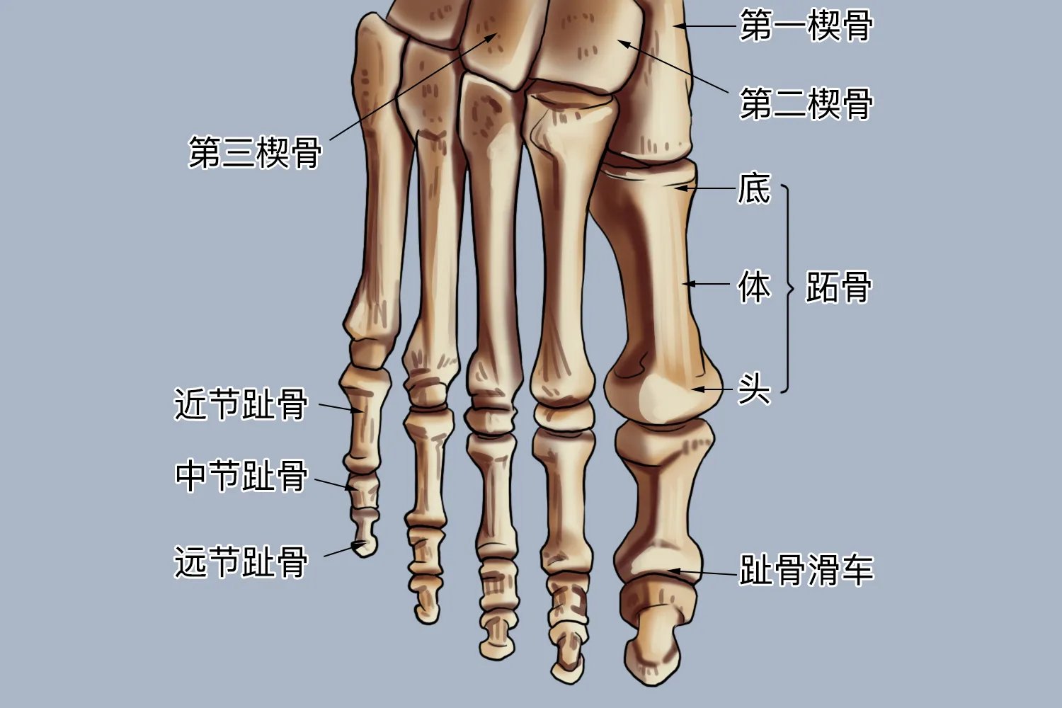 正常脚趾头图片