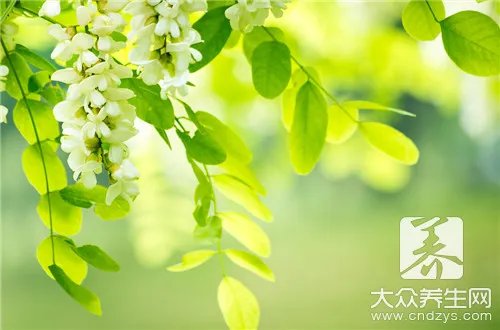 炒槐花的功效与作用有哪些？