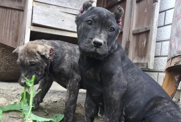 十大最贵的狗排名