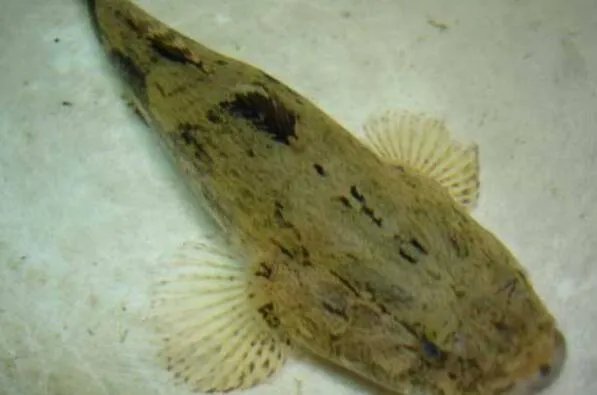 世界上最贵的十种鱼 波纹唇鱼上榜,第七被誉为“冰海之皇”