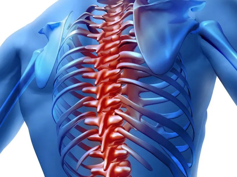 人体共有多少块骨头