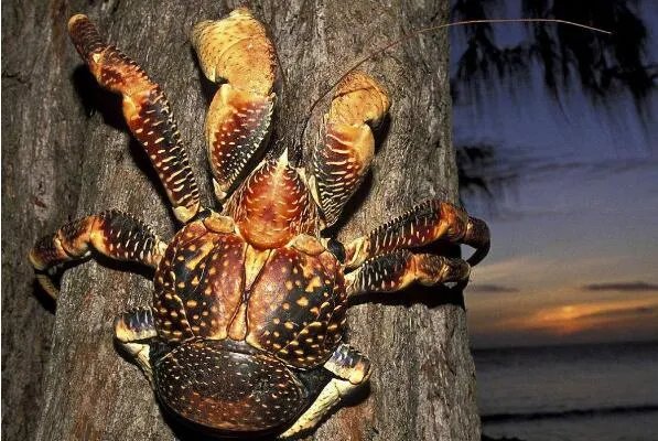 世界上最大的螃蟹排名 帝王蟹仅第三，第一体长可达3米