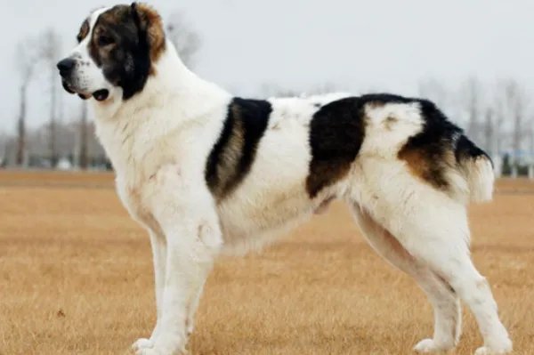 十大最贵的狗排名