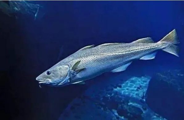 世界上最贵的十种鱼 波纹唇鱼上榜,第七被誉为“冰海之皇”
