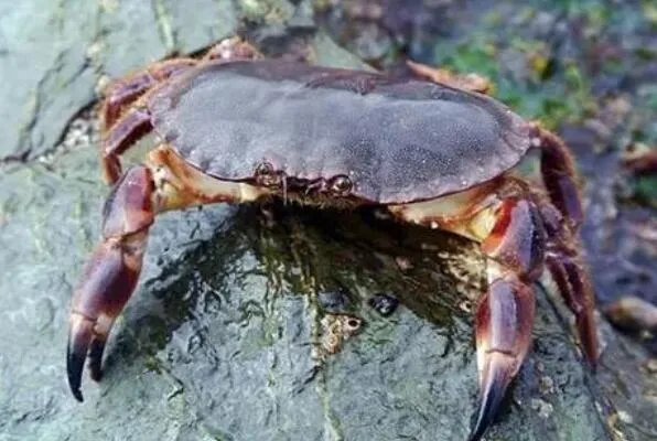 世界上最大的螃蟹排名 帝王蟹仅第三，第一体长可达3米