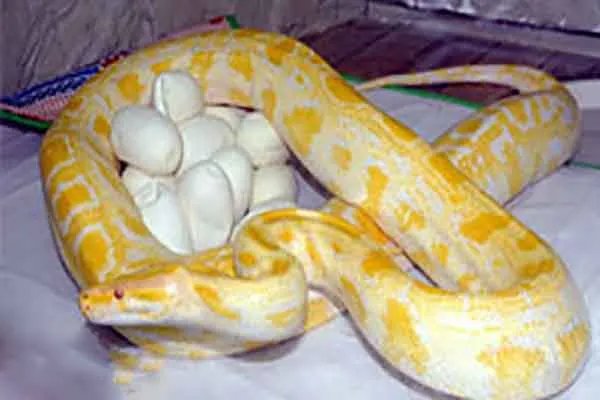 世界上最大的十种蛇,地毯蟒上榜,第一重量达250公斤