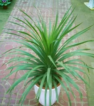 世界十大最奇特的树 