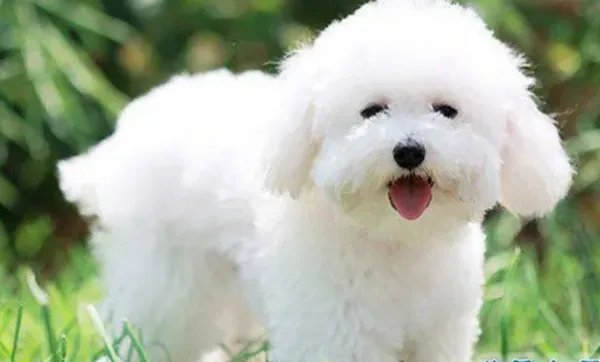 世界十大最可爱的狗