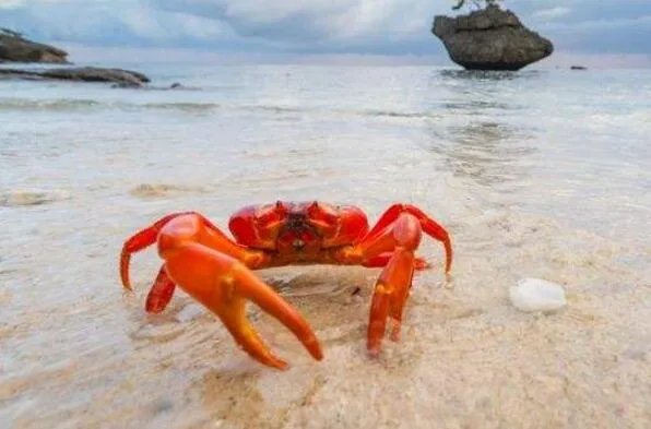 世界上最大的螃蟹排名 帝王蟹仅第三，第一体长可达3米