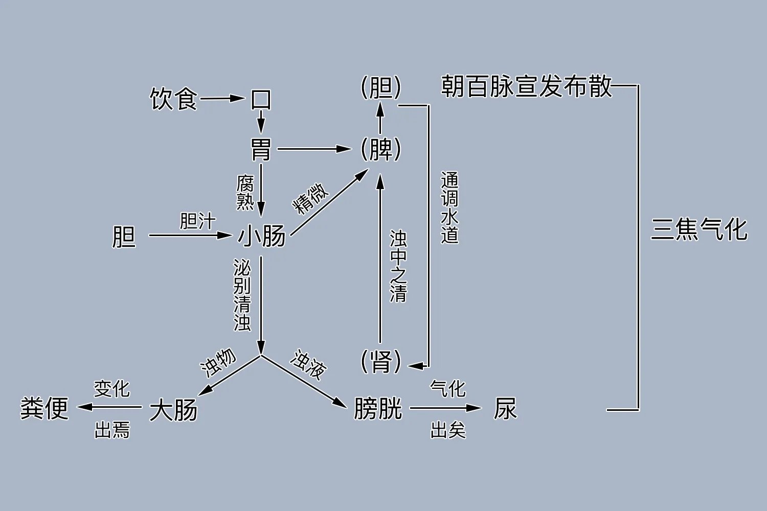 五脏六腑运行图