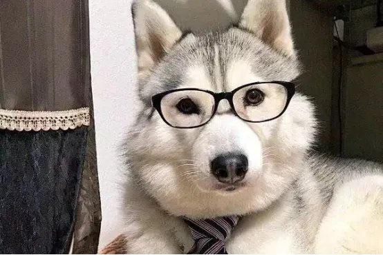 狂犬病的潜伏期是多久