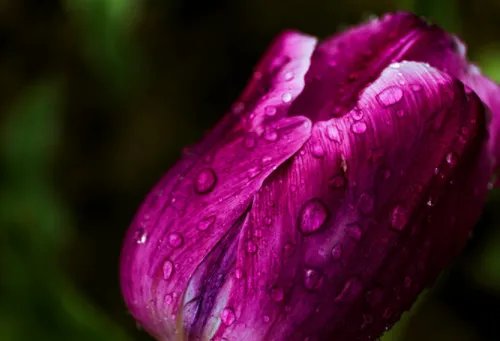 紫色郁金香花语和寓意 不同颜色的郁金香花语有哪些