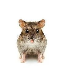 仓鼠的种类和图片？