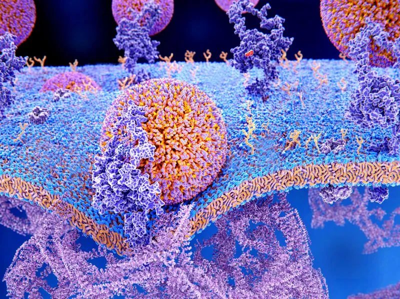 碱性磷酸酶偏低的原因