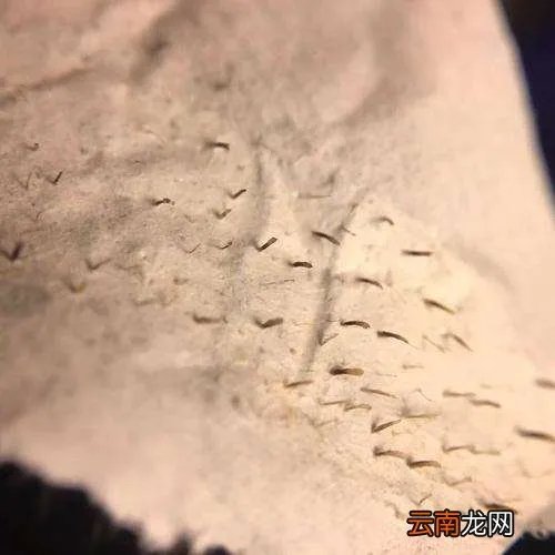 十宗罪中芝麻女孩和玉米男孩,恐怖图片胆小者勿看