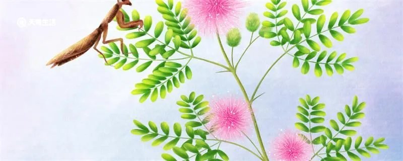 奇妙的植物有哪些