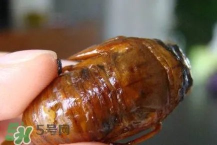 幼蝉猴怎么抓?幼蝉猴什么时候抓最好