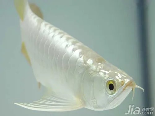 什么是白金龙鱼 白金龙鱼与银龙鱼的区别