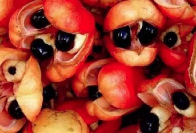 世界上最恐怖的水果——西非荔枝果