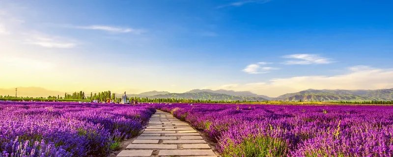 君子兰的养殖方法