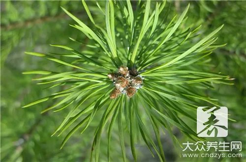 松香多少钱一斤