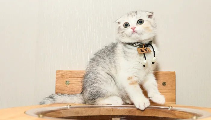 宠物托运流程 宠物托运如何办理