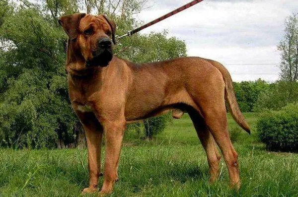 十大最贵的狗排名