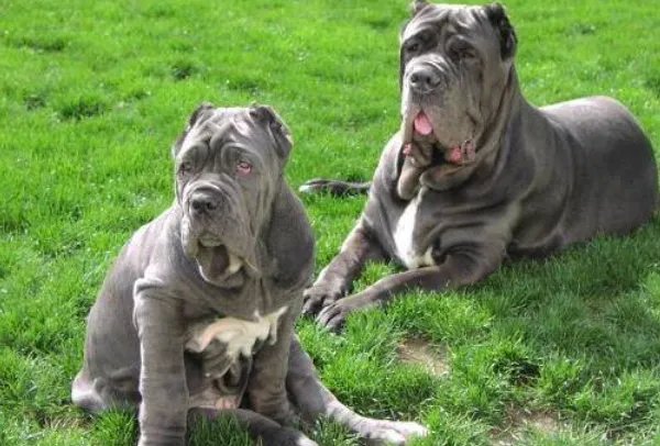 十大最贵的狗排名