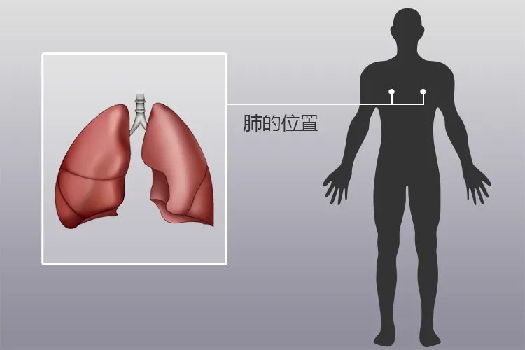 肺位置在哪里图片大全