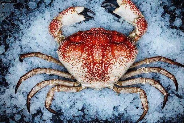 世界上最大的螃蟹排名 帝王蟹仅第三，第一体长可达3米