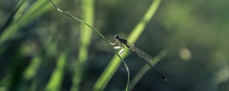 蜻蜓是益虫吗