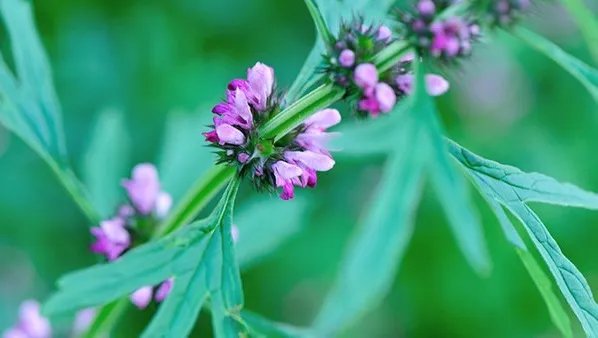 益母草的副作用