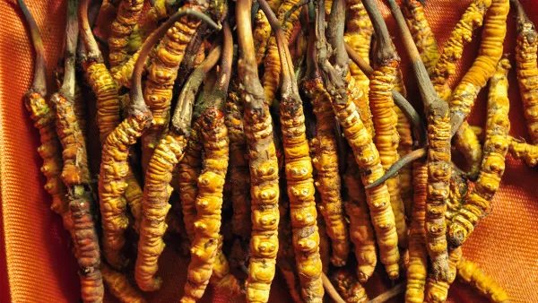 冬虫夏草吃法及用量是什么，吃冬虫夏草的注意事项有哪些？