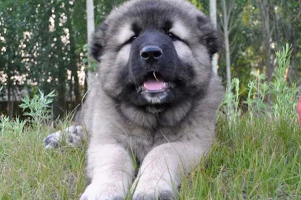 十大最贵的狗排名