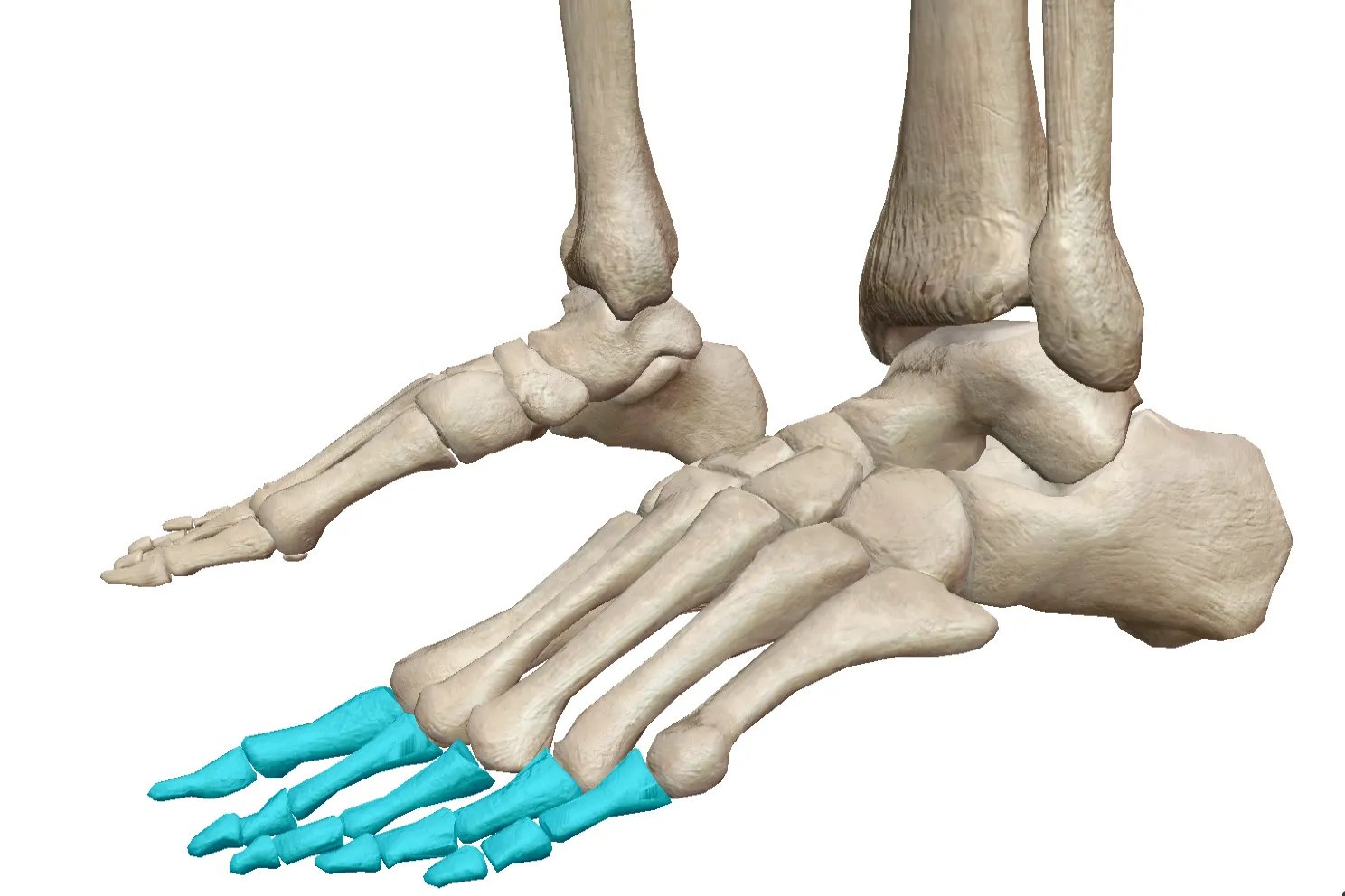 脚的骨骼全部结构图