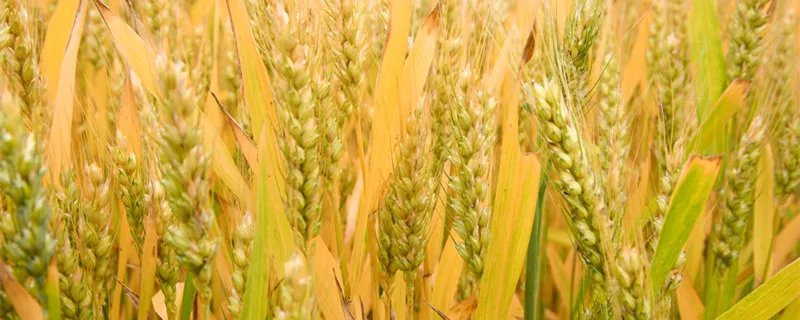 麦子什么时候成熟 麦子是什么季节熟的