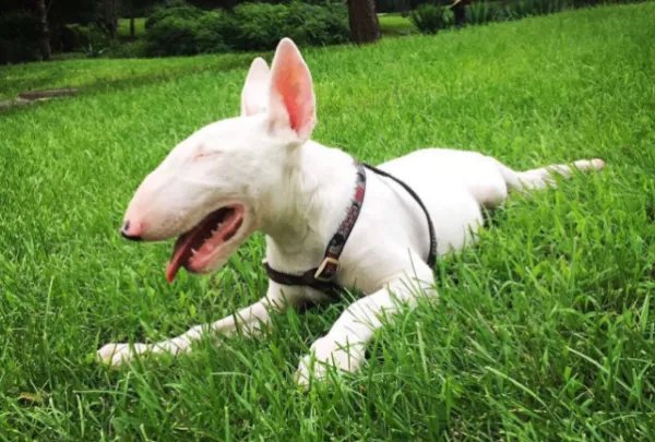 十大最贵的狗排名