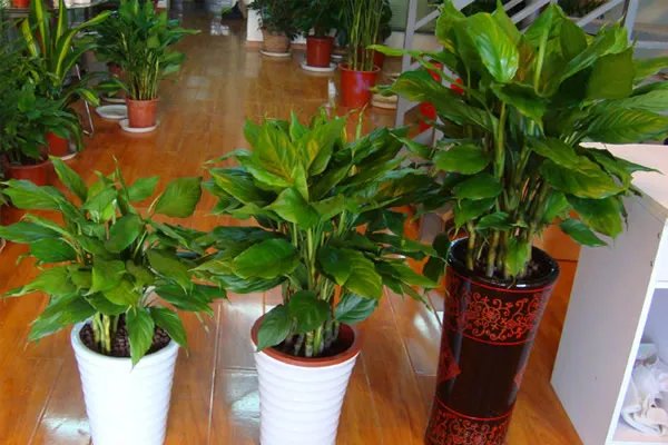 广东万年青怎么养 广东万年青的养殖方法和注意事项