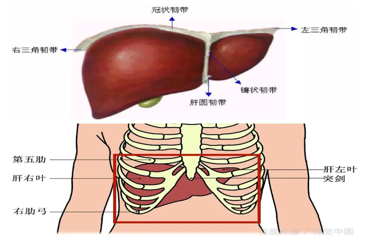 肝部图片位置图
